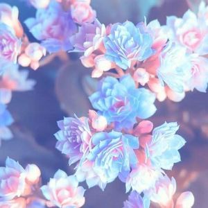 Meet your Posher, Anet